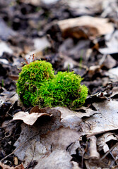 tree, nature, bark, texture, rock, wood, trunk, forest, old, moss, stone, natural, brown, green, landscape, abstract, rough, textured, plant, park, mountain, woods, closeup, pattern
