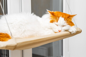 cute cat sleeping lying down in hanging bed. cute cat lies in a hanging bed. white cat with red...