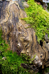 tree, nature, bark, texture, rock, wood, trunk, forest, old, moss, stone, natural, brown, green, landscape, abstract, rough, textured, plant, park, mountain, woods, closeup, pattern