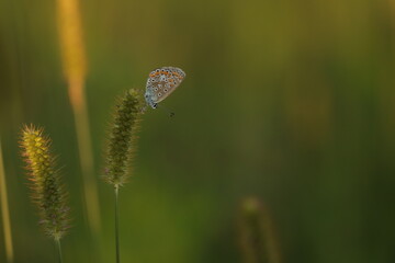 una farfalla licenide al tramonto