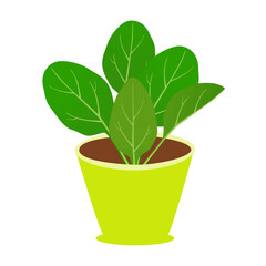Green spinach leaves in a pot on a white background..eps