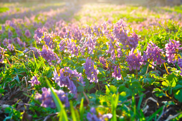 Spring sunset landscape with small mauve flowers of Corydalis, the lawn covered with blossoming Corydalis halleri or Corydalis solida. Shallow depth of field. Selective focus at the central flowers © syntheticmessiah