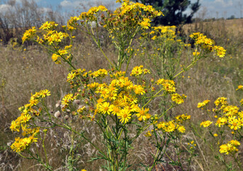 The plant Jacobaea vulgaris grows in the wild