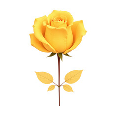 Closeup of a single yellow rose, cut out on a white background.