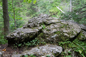 Leśne skały © Piotr