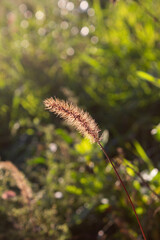 Brown spikelet on green grass background