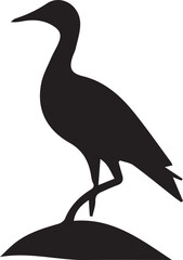 black crowned night heron