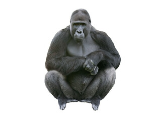 western lowland gorilla isolated on white background © fotomaster