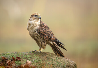 Saker falcon ( falco cherrug ) close up