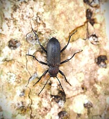 stag beetle on the tree