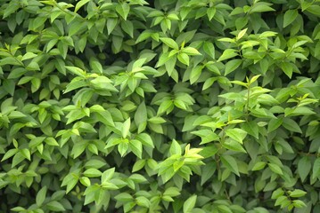 Common privet hedge plant, ligustrum ovalifolium.
