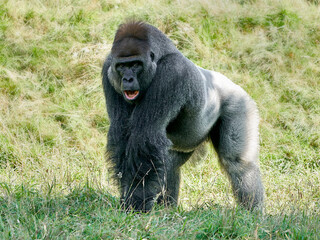 Western lowland gorilla (Gorilla gorilla gorilla)