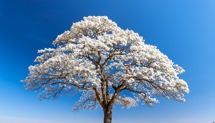 white ipe tree in full bloom with vibrant white flowers against a clear blue sky emphasizing the tree s shape and bright colors nature spring season botanical beauty