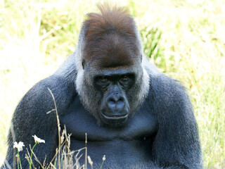 Naklejka premium Western lowland gorilla (Gorilla gorilla gorilla)