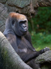 Western lowland gorilla (Gorilla gorilla gorilla) © dennisjacobsen