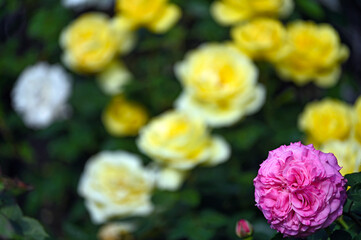 Pink rose flower with yellow roses in background, spring season