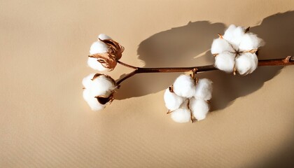 branch with white cotton flowers with sun shadows on beige background flat lay delicate light beauty cotton background natural organic fiber agriculture cotton seeds raw materials for fabric