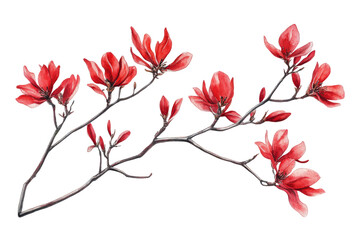 Watercolor of deep red magnolia flower blossoms on branch isolated on transparent background
