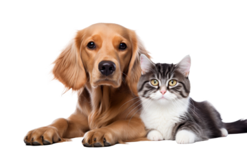 Golden retriever dog and tabby cat together, lying isolated on transparent background