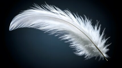 Obraz premium Single White Feather on Dark Background Closeup Macro Shot