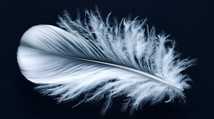Obraz premium Close-up of Single White Feather on Black Background Soft Light Detailed Texture