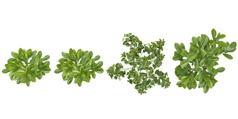 Obraz premium Collection of camphora plants on transparent background from the top view