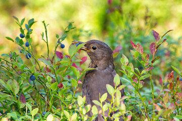 Bird carrying blueberry in its beak