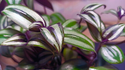 captivating close-up of Tradescantia zebrina reveals intricate patterns of its vibrant green and...