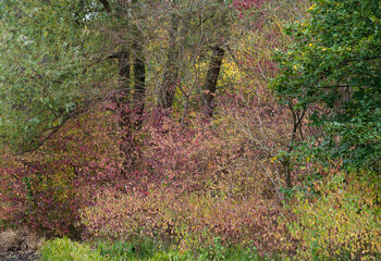 Colorful autumn leaves in the Baudouin city park in jette, Brussels, Belgium