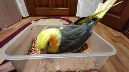 Cockatiel Eating Birdseed