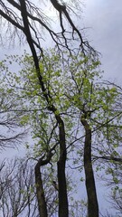 Fototapeta premium Forest Trees with Spring Foliage