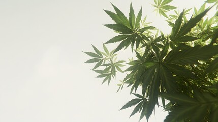 Low Angle View Lush Green Cannabis Leaves Sunlight