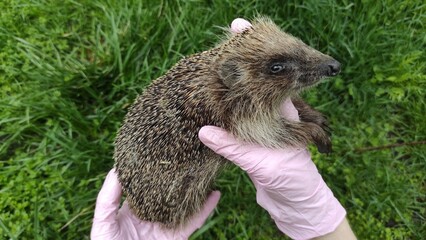 Caring Touch: Protecting a Hedgehog in the Wild