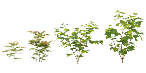 Collection of platanifolia,paniculata plants on transparent background