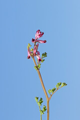 Magnificent pink flowes of the earth smoke (Fumaria officinalis), one of the medicinal wildflowers that bloom early in winter