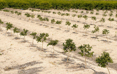 A newly planted lemon orchard in the Mediterranean region, showcasing rows of young trees in their...