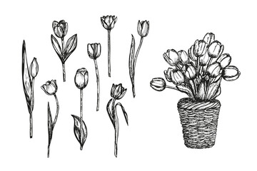Basket full of tulips flowers sketch outline illustration. Tulip flowers botanical spring doodle drawing in engraving style. Hand drawn vector line art clipart isolated on a white background
