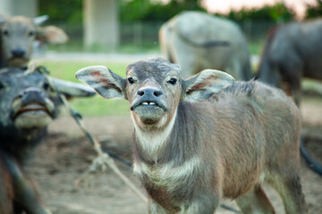 Obraz premium portrait of a cow