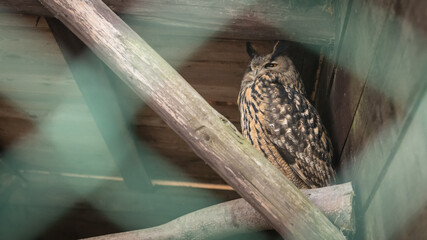 Owl behind the cage 