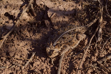 Camaleón del desierto 