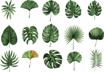 Obraz premium Watercolor Exotic tropical leaves Vcetor. Exotic plants, palm leaves, isolated on white background.