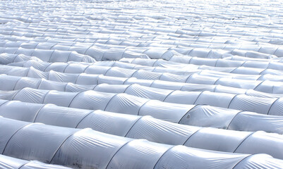 Fototapeta premium Vegetable squash resting in the evening after basking in the sunlight under a low plastic tunnel.
