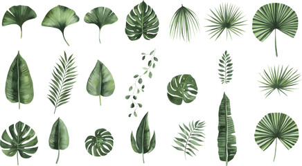 Watercolor Exotic tropical leaves Vcetor. Exotic plants, palm leaves, isolated on white background.