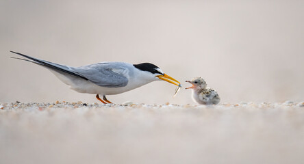 Least tern and chick on a beach