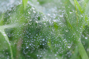 Macro water drop after raindrop in graden