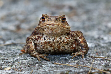 Common toad Bufo bufo sitting on stone ground and angrily staring at visitors