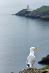 Single seagull in profile with Irish Sea and lighthouse in background