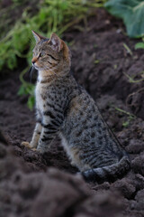 Patiently waiting tabby cat sitting in a field and watching for mice