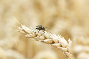 Common house fly Musca domestica sitting on wheat ears - biodiversity and organic crop