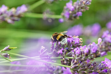 Close up of bumblebee busy pollinating lavender field